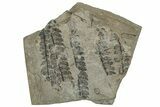 Jurassic Fossil Fern (Cladophlebis) Plate - England #242153-1